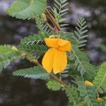 Aeschynomene elaphroxylon फूल