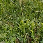 Carex vaginata Habit