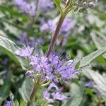 Caryopteris × clandonensis A.SimmondsFlower