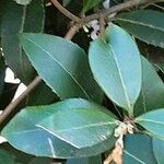 Osmanthus delavayi Levél