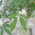 Vitex negundo Levél