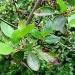 Rhododendron dauricum Leaf