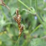 Carex praecox Květ
