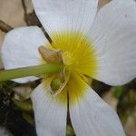 Ranunculus aquatilis Bloem