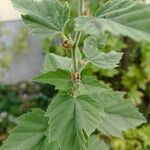 Althaea officinalis ഫലം