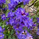 Rhododendron augustinii Flower