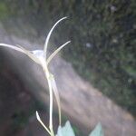 Angraecum angustum Flower