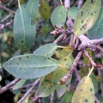 Ficus burtt-davyi Листок