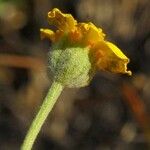 Pseudobahia peirsonii Flor