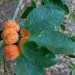 Maclura cochinchinensis Fruit