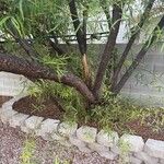 Searsia lancea Rinde