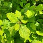 Holodiscus discolor Feuille