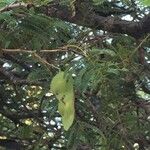 Albizia harveyi Fruit