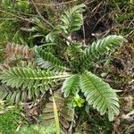 Acaena cylindristachya Ravina