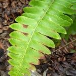 Polystichum acrostichoides ഇല