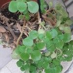 Plectranthus hadiensisFolha