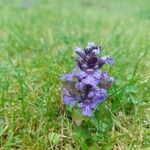 Ajuga reptansFlower