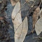 Lunaria rediviva Fruchs