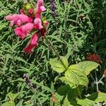 Salvia oxyphora Flor