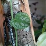 Monstera dubia Ліст