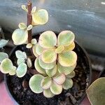 Portulacaria afra ᱥᱟᱠᱟᱢ