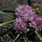 Allium yosemitense Blüte