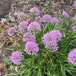 Allium angulosum Цвят