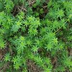 Galium maritimum Leaf