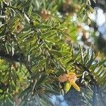 Taxus brevifolia Blatt