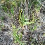 Distichlis spicata 葉