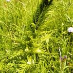 Pedicularis foliosa Kukka