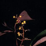 Miconia punctata Ffrwyth