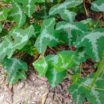 Hedera helixBlad