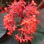 Clerodendrum speciosissimum Kvet