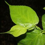 Morus celtidifolia Blatt