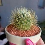 Mammillaria spinosissima 葉