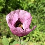 Papaver somniferumFlower