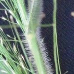 Panicum rudgei Froito