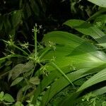 Cyperus laxus Yaprak