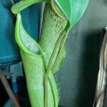 Nepenthes truncata Folha