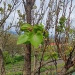 Prunus armeniaca Levél