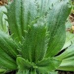 Plantago serraria Hoja