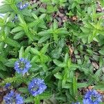 Veronica austriaca Habit