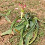 Crinum stuhlmannii Leaf