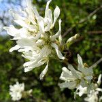 Amelanchier ovalisAltres