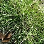 Festuca gautieri Leaf