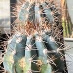 Melocactus azureus Φύλλο