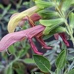 Salvia lanceolata Flower