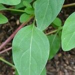 Clarkia rhomboidea Leaf