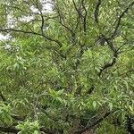 × Chitalpa tashkentensis Costuma